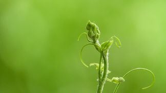 green seedling against green background (Francesco Gallarotti/Unsplash)