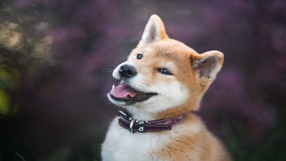 Why Shiba Inu Has Been More Resilient Than Some SHIB Haters Would Like to Admit