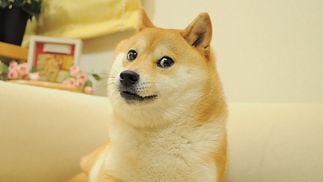 Shiba Inu, the dog breed which is the inspiration of several meme coins.  (Atsuko Sato)
