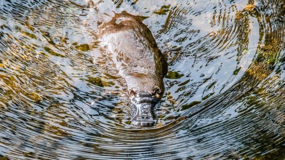 The exploit of Platypus Finance is the latest example of crypto's rampant problem with hackers. (Meg Jerrard/Unsplash)