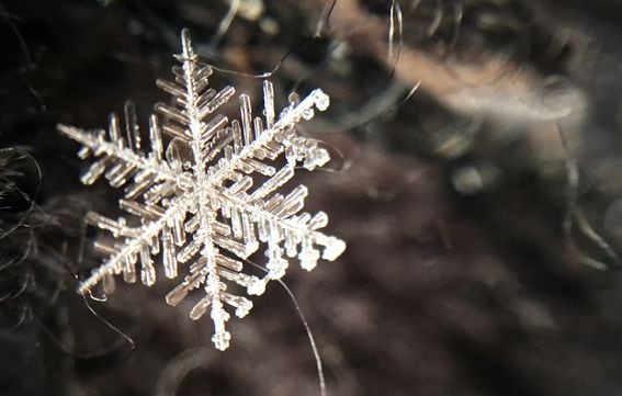 snowflake, snow