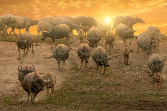 herds-of-buffalo-in-countrysidethailand-selective-focus