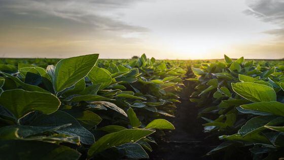 Chia Founder Bram Cohen Talks 'Green Farming' and Future IPO
