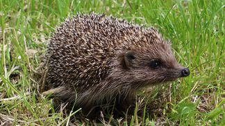 Hedgehog (George Chernilevsky/Wikimedia Commons)
