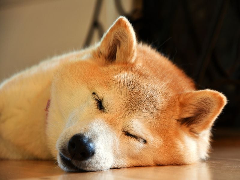 First Mover Asia: Dogecoin Surges 16% to Continue Its Holiday Cheer thumbnail