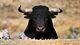 Bull (Shutterstock)