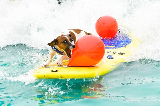 Macho the dog demonstrates surfing-while-popping-balloon skills. (Rodin Eckenroth/Getty Images)
