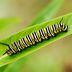CDCROP: Macro shot of Monarch caterpillar on a milkweed leaf (Getty Images)