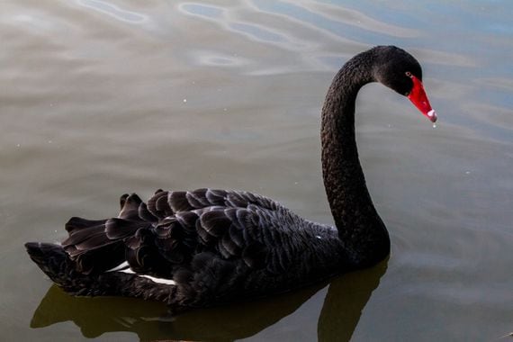 RESEARCH ME: The Office of the Director of National Intelligence wants to learn more about "black swan" events that would sink the U.S. dollar. (Image via Shutterstock)
