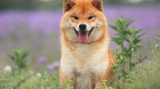 Shiba Inu dog (Anastasiia Cherniavskaia/Getty Images)