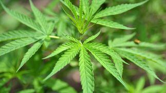 Marijuana plant. (Shutterstock)