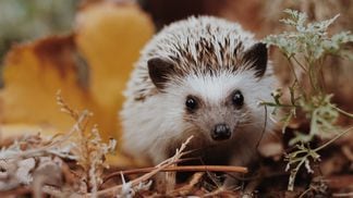 Hedgehog is the latest dapp to build on Solana.