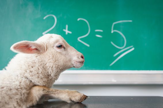 Lamb looking at a chalkboard with 2 + 2 = 5 on it.