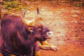 Bull (Ajithkumar M/Pixabay)