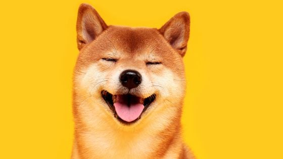Shiba Inu Doge dog (Getty Images)
