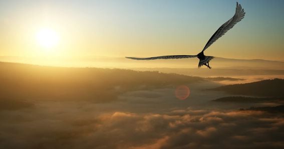 Bitcoin soars higher, flying, bird (Shutterstock)