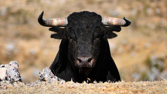 Bull (Shutterstock)