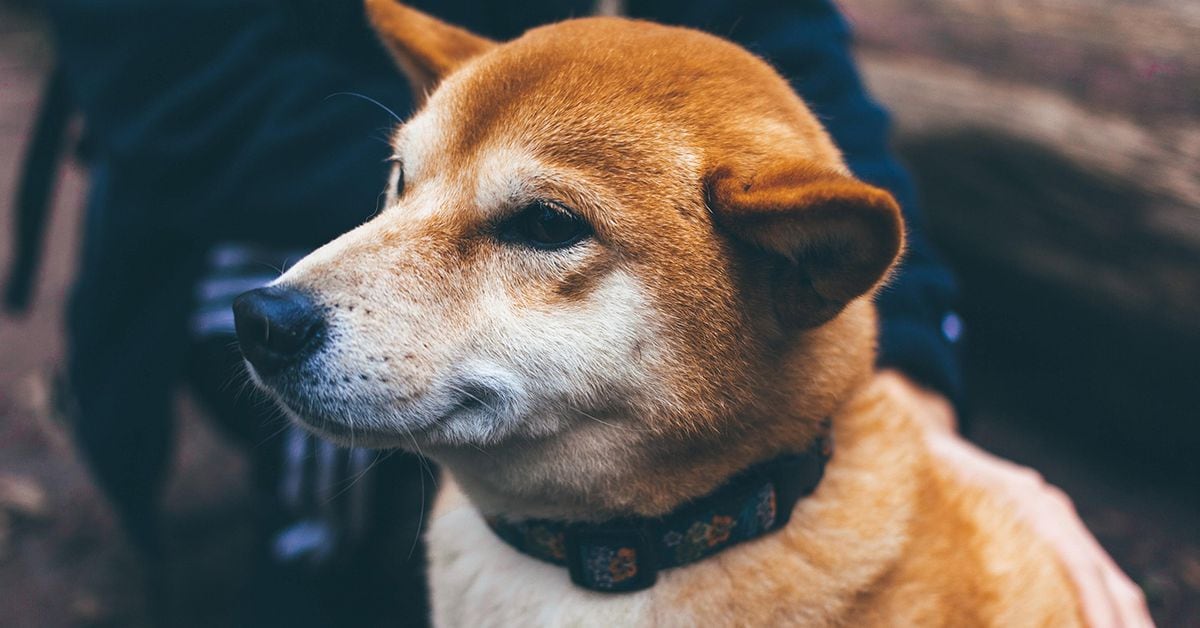 Shiba Inu Fetches $12M Investment in a Token Sale to Build Privacy-Focused Blockchain