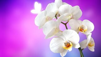 orchid-1259019_1920