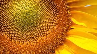 sunflower, sun, nature