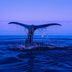 CDCROP: Whale tail rising up out of the ocean water (David Mark/Pixabay)
