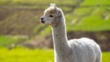 Consensus 2023 Moment: an Alpaca Drops by The Hash to Talk Staking