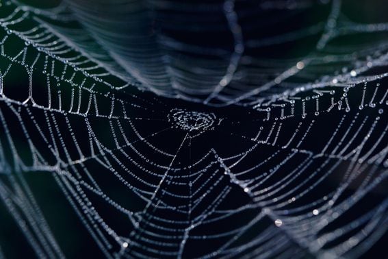 Spider web, dark web
