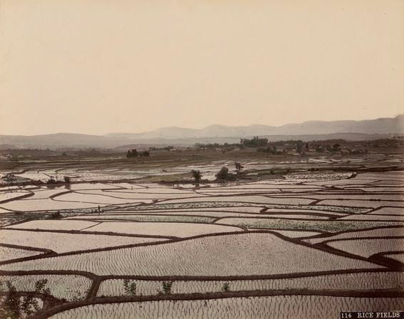 rice fields, 1870