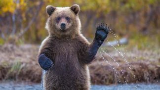 A quizzical bear seems to wave its paw in welcome