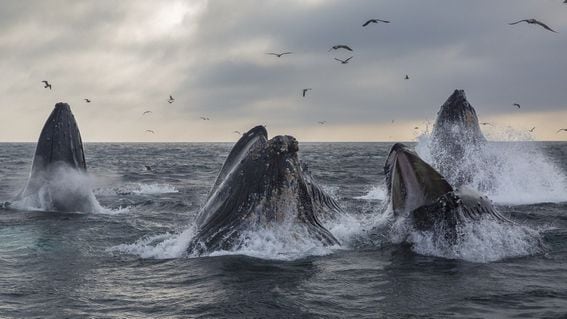 Whales feeding (Shutterstock)