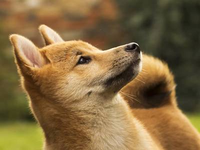 Shiba Inu was one of the top gainers among major cryptocurrencies, bucking bitcoin's lull. (Shutterstock)