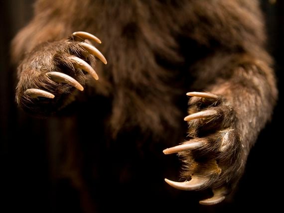 Midsection of a bear (Frederick Bass/Getty Images)