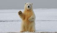 A bear waving. (Hans-Jurgen Mager/Unsplash)