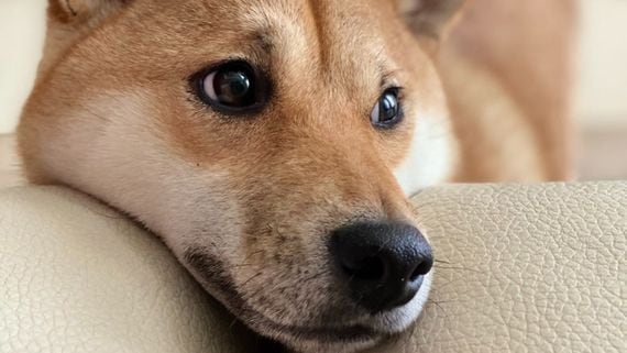 PleasrDAO Auctions Couch From Famous Doge Meme