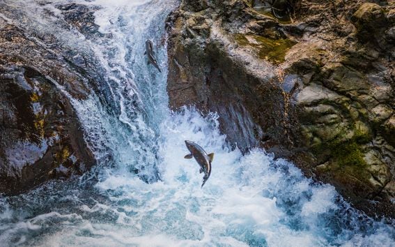 It's the power of love! Cojo salmon defy the laws of gravity to reach their spawning area.