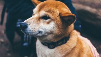 Shiba inu, a meme coin based on the shiba inu dog breed, was started as a joke in 2021. (Christal Yuen/Unsplash)