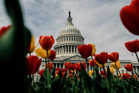 United States Capitol building in Washington D.C. (ElevenPhotographs/Unsplash)