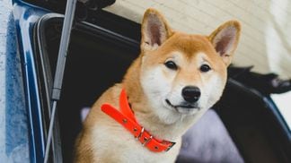 Is DOGE Repeating Its Performance from Late 2020?