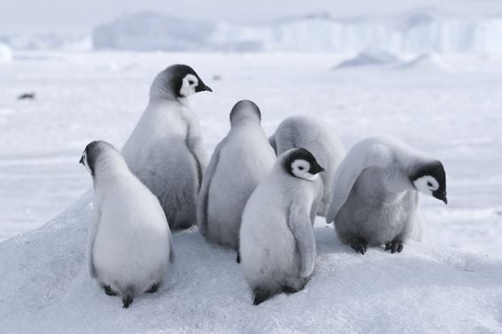 penguins, birds