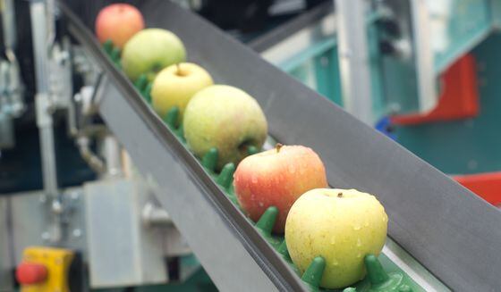 apples, conveyor belt