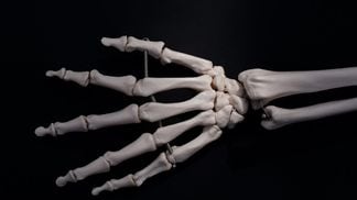 skeleton, hand
