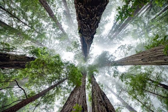 Low Angle View Of Sequoia Trees In Forest, California. USA.