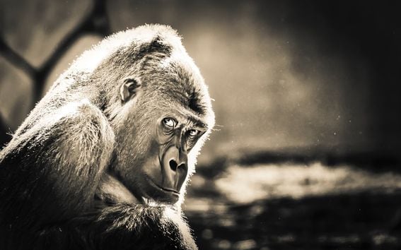 A sly ape (Rob Tol)