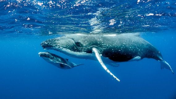Humpback whale and her baby in the Pacific Ociean (via Shutterstock).