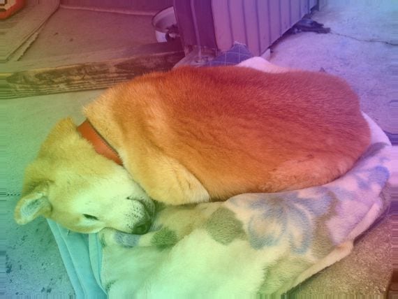 Shiba inu-themed cryptocurrencies are suddenly looking a little tired. (Creative Commons/Flickr/Yuya Tamai, modified by CoinDesk)