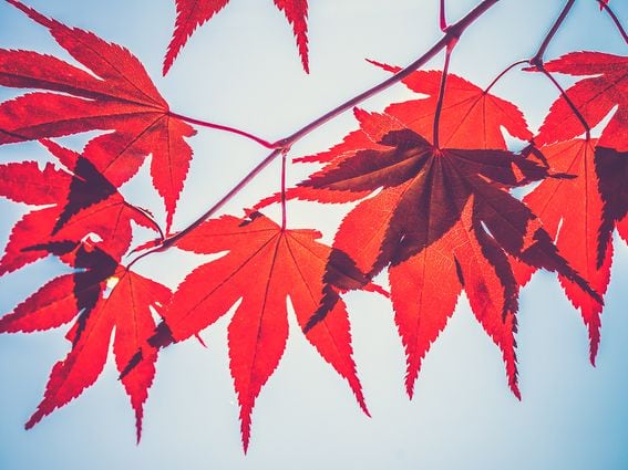 CDCROP: Maple Leaves on a tree (Unsplash)
