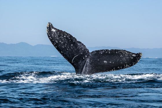 whale paola-ocaranza-3RBM2xXEPNo-unsplash