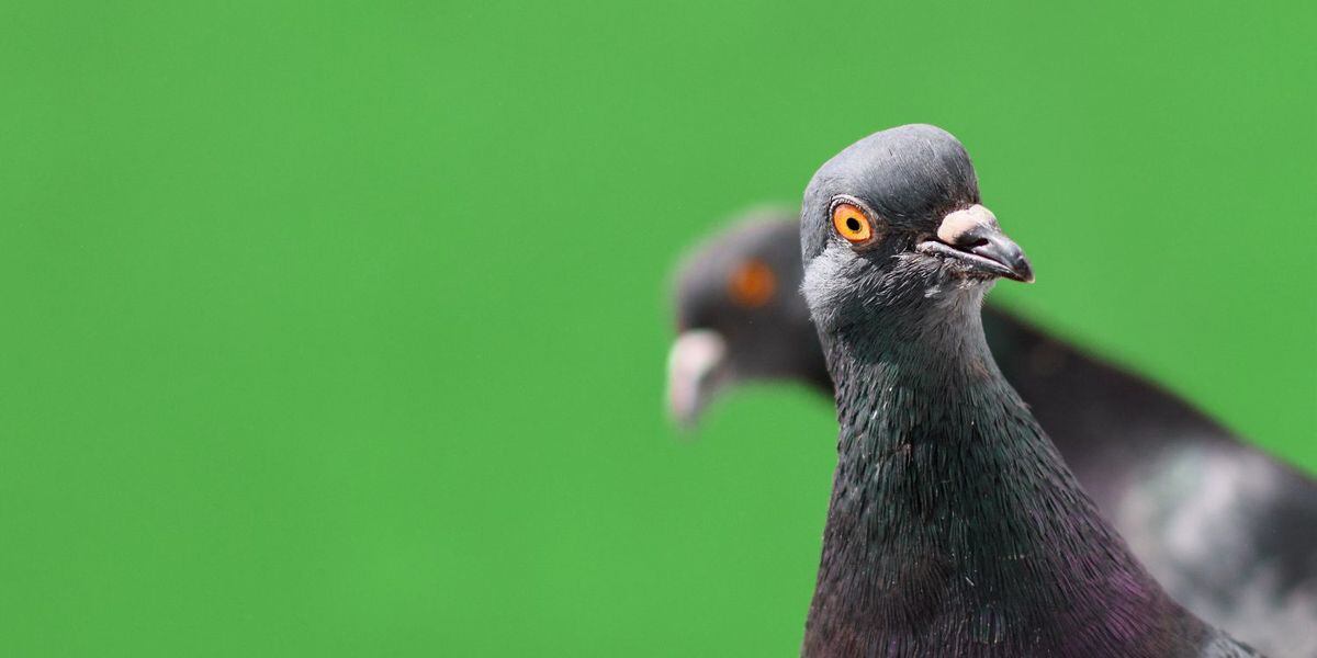 'Bitcoin Bug' Exploited on Crypto Fork as Attacker Prints 235 Million Pigeoncoins