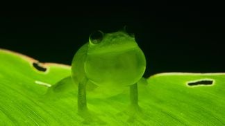 small green frog on a leaf with is chin puffed up, representing Bitcoin's energy problem being overblown