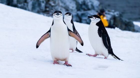 Year-Long Redemption Arc for Pudgy Penguins NFTs